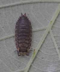 Stack2Woodlouse