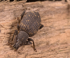 Weevil IMG 3930