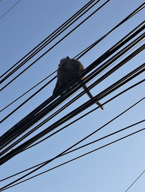 Pause électrique pour singe funambule