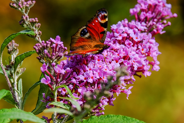 Peacock butterfly in the garden-0061