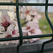 With Almond tree blooms, HFF IS NOW CLOSED, SEE YOU NEXT FRIDAY!