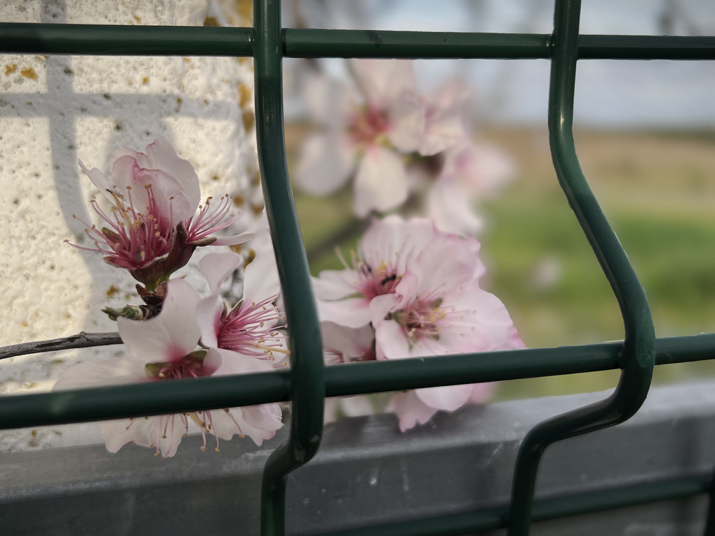 With Almond tree blooms, HFF IS NOW CLOSED, SEE YOU NEXT FRIDAY!