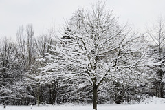 Winter-Rosskastanie (PiP: im Sommer)