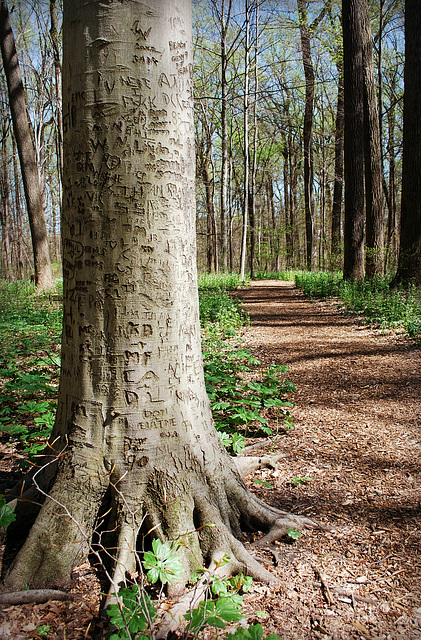 Graffiti Tree