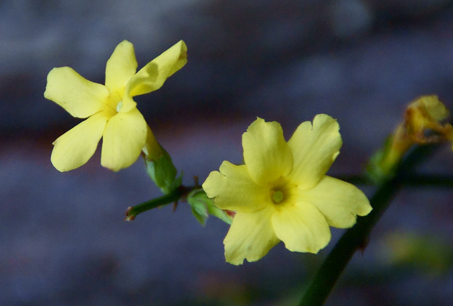 Winterjasmin  (Jasminum nudiflorum)