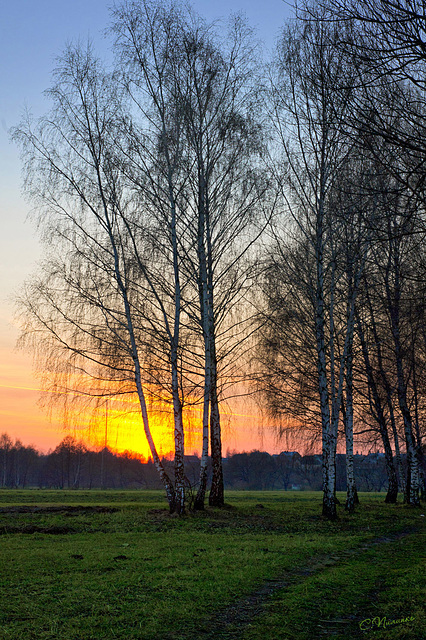 Birch trees at spring evening