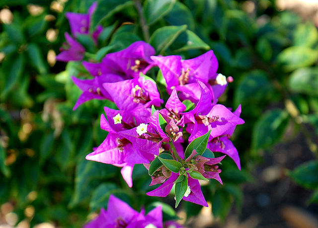 Bougainvillea