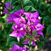 Bougainvillea