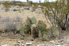 Cacti