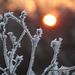 Frost und aufgehende Sonne