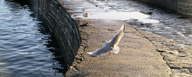 atterrissage d'une mouette rieuse