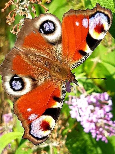 Le paon du jour