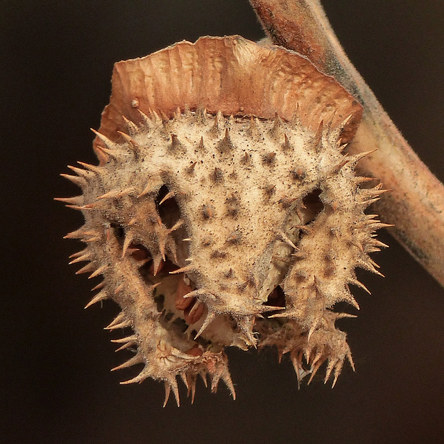 Seedpod of Datura sp.?