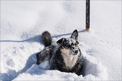 snowdog