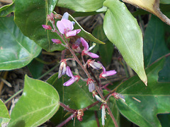 DSCN1640a - pega-pega Desmodium incanum, Fabaceae Faboideae