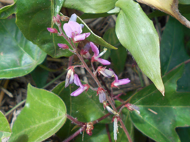 ipernity: DSCN1640a - pega-pega Desmodium incanum, Fabaceae Faboideae ...