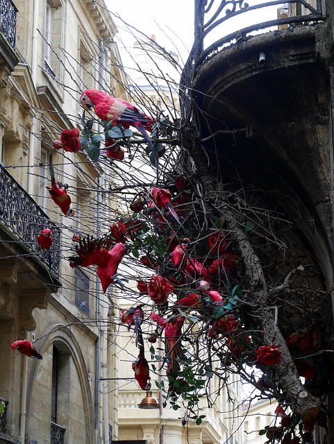 Pourpre Cardinale .