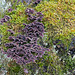 Chondrostereum purpureum (Violetter Schichtpilz) (01)