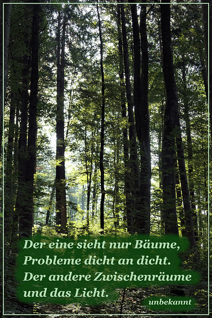 im Wald - in the wood