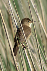 Reed warbler