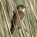 Reed warbler