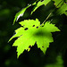 2/50 maple leaf, feuille d'érable