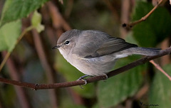 Pouillot véloce.