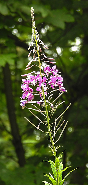 20230723 3073CPw [D~LIP] Schmalblättriges Weidenröschen (Epilobium angustifolium),  UWZ, Bad Salzuflen