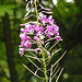 20230723 3073CPw [D~LIP] Schmalblättriges Weidenröschen (Epilobium angustifolium),  UWZ, Bad Salzuflen