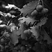 Unmediated Light | Nature