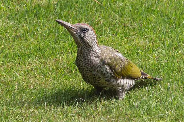 20150820 8490VRAw [D~RI] Grünspecht (Picus viridis), Rinteln