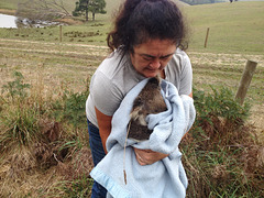 koala rescue