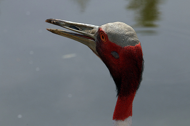 Crâne d'obus