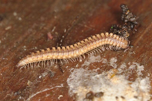 EF7A9632Millipede