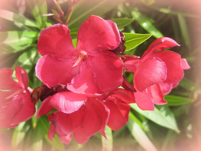 Oleander