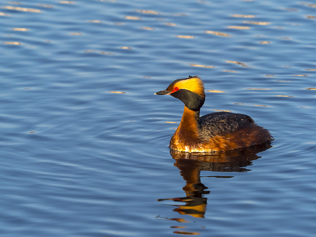 Horned Grebe