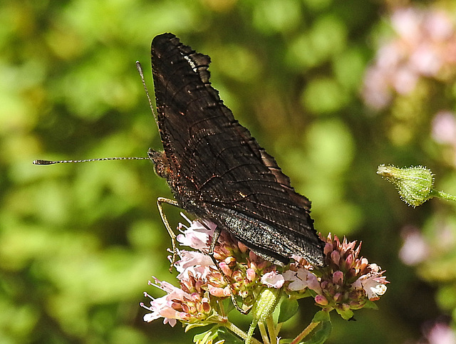 20210717 1781CPw [D~LIP] Dost (Oreganum vulgare), Tagpfauenauge (Inachis io), Bad Salzuflen