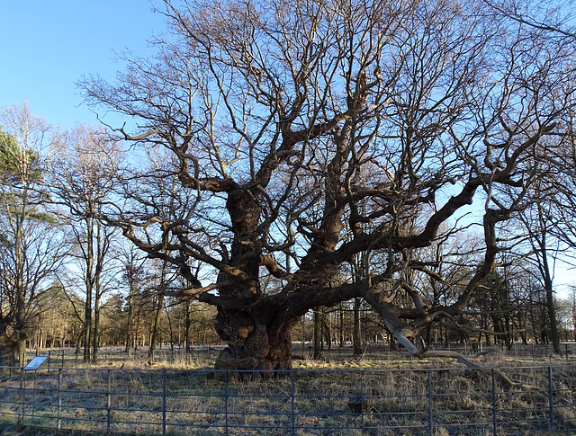 The Repton Oak Attingham full page