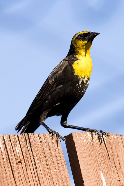 Yellow-headed Blackbird