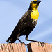 Yellow-headed Blackbird