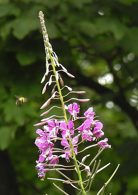 20230723 3074CPw [D~LIP] Schmalblättriges Weidenröschen (Epilobium angustifolium),  UWZ, Bad Salzuflen