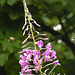 20230723 3074CPw [D~LIP] Schmalblättriges Weidenröschen (Epilobium angustifolium),  UWZ, Bad Salzuflen