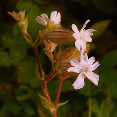 Beautés tardives 3