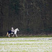 Reiten im Winter - Riding in winter