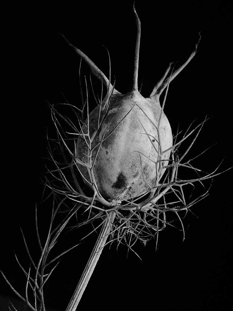 Love in a mist seed pod