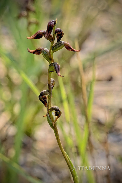Red Midge Orchids