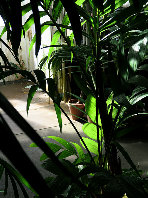 Palm House 1