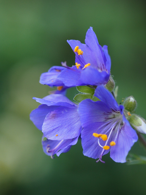 Jacob's Ladder (Polemonium)