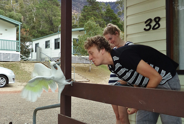 cockatoos by our cabin