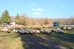 Transhumance du 16 mars 2016